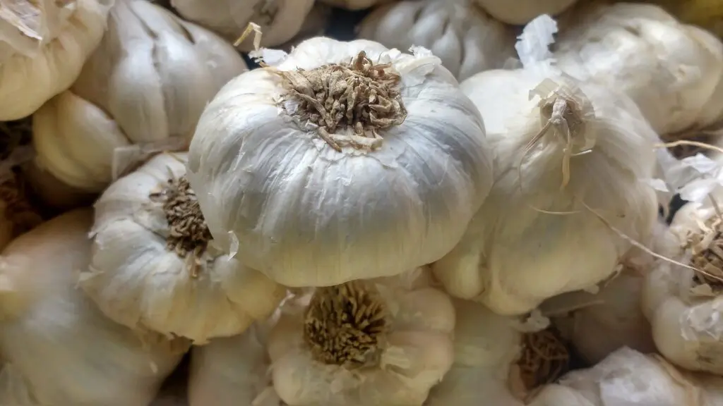 garlic g74610535d 1920